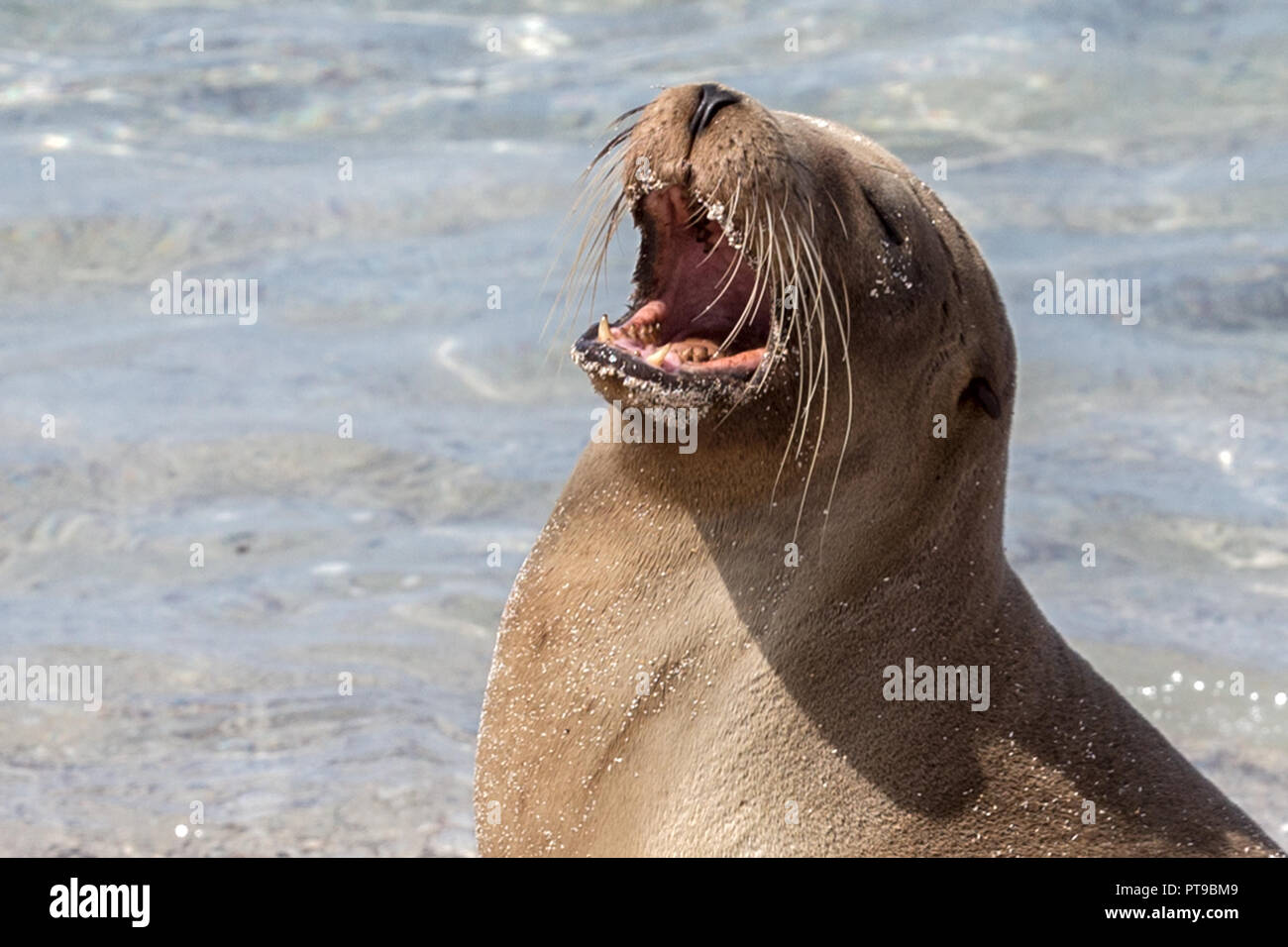 Sealion yawning, La Loberia, San Cristobal island, Galapagos Islands, Ecuador Stock Photo Alamy