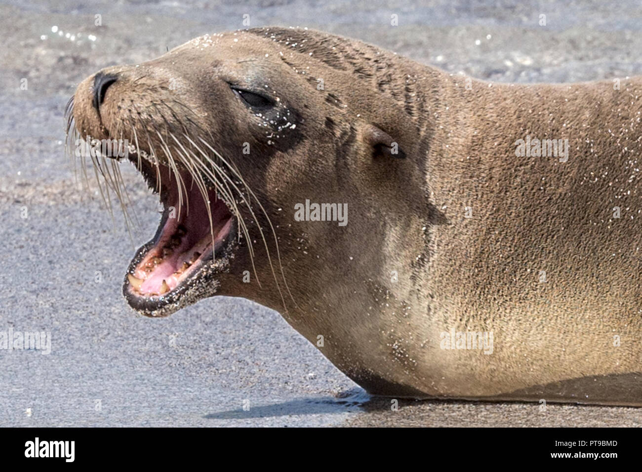 Sealion yawning, La Loberia, San Cristobal island, Galapagos Islands, Ecuador Stock Photo Alamy