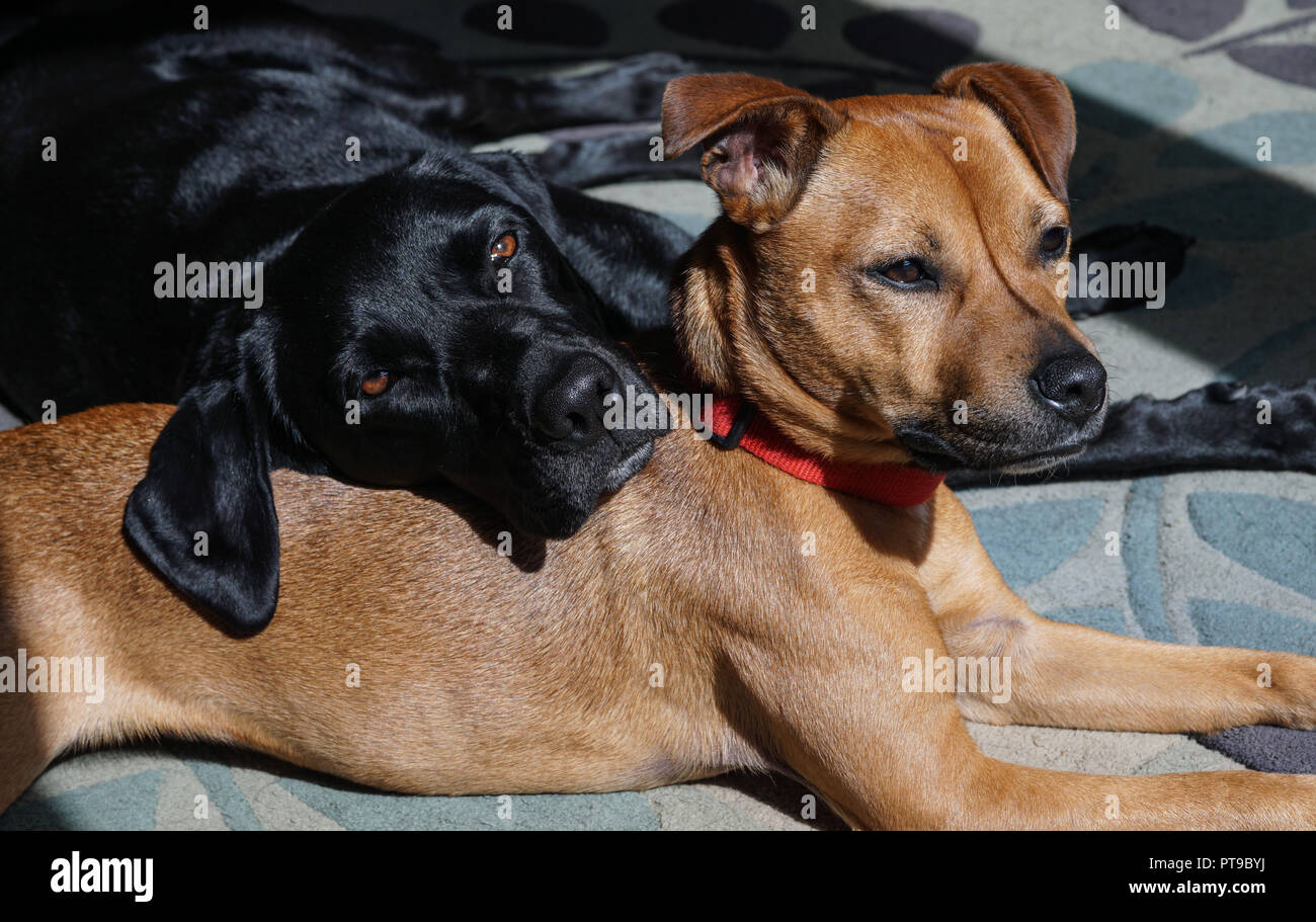 Black Labrador 'Ruby' and Jack Staff 'Bobby', chilling out together. Image taken in April 2016. Stock Photo
