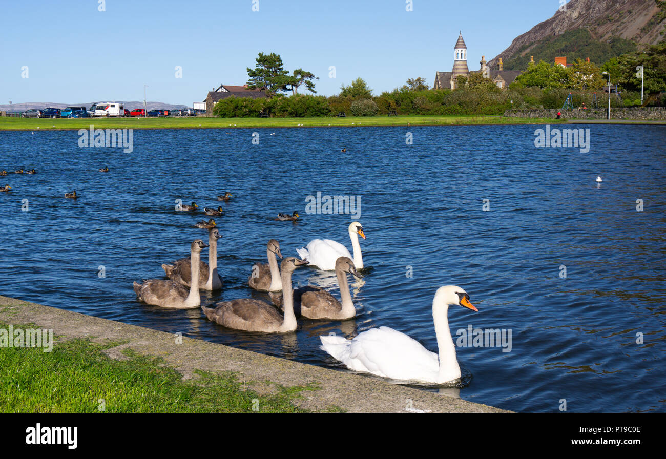 Llanfairfechan boating lake, parent Swans with babies, with The Towers in the background. Image taken in September 2018. Stock Photo