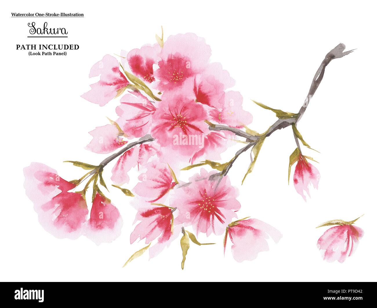 Watercolor cherry blossom in asian one-stroke painting style