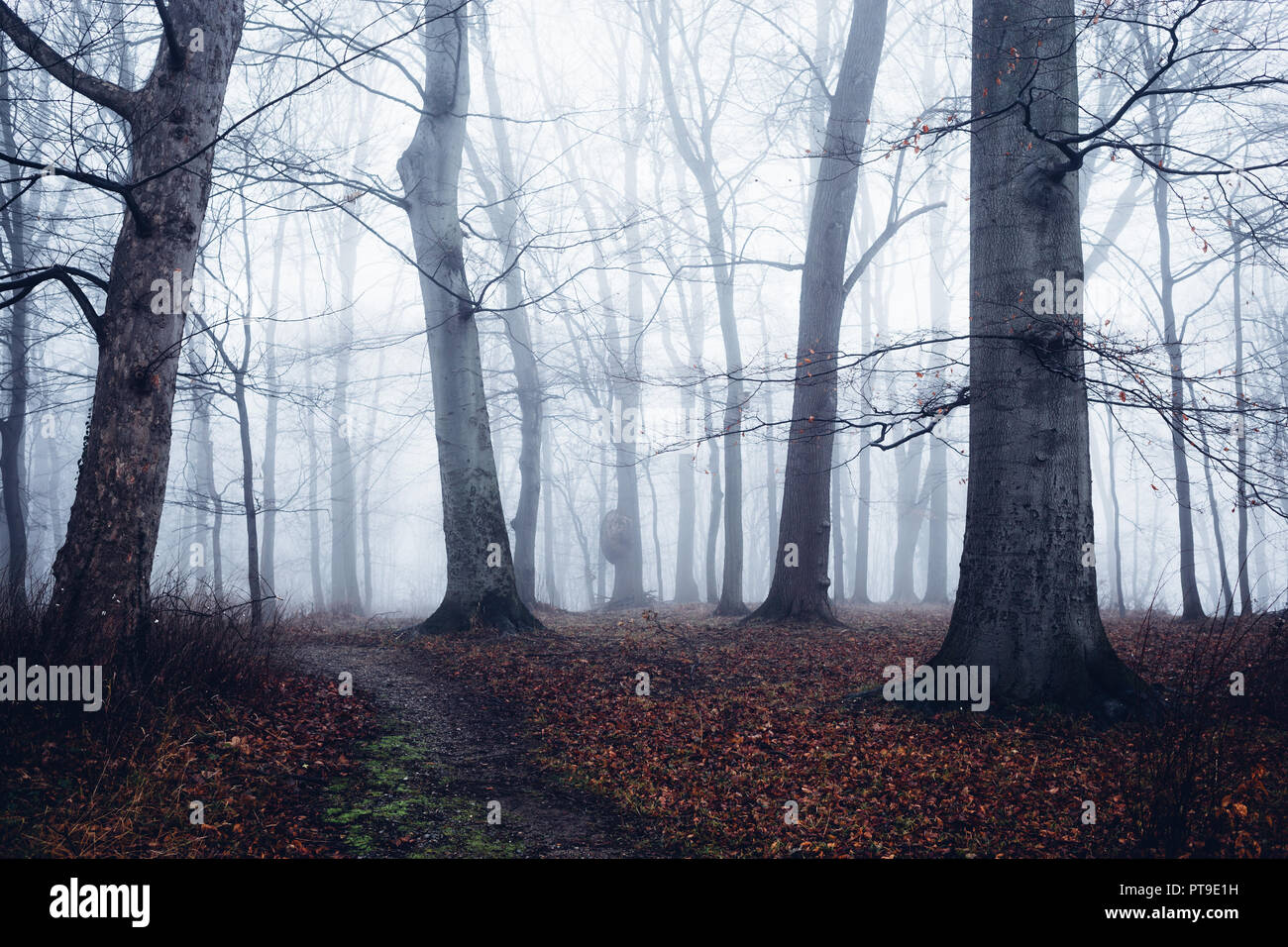 Strong beech trees decorate the Park in fog light Stock Photo