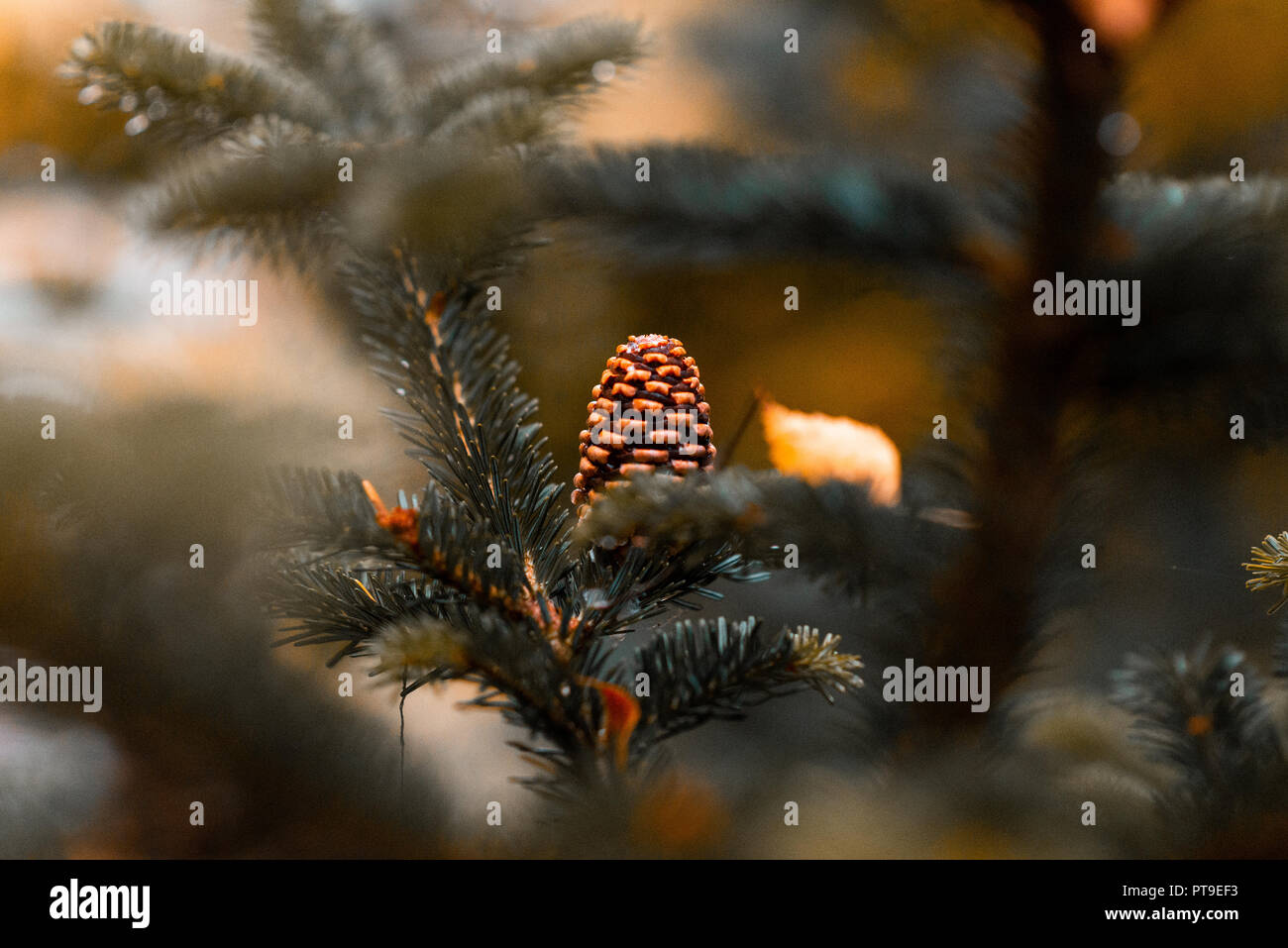 A zoomed frame of a pine cone on a fir tree in the middle of Autumn in the UK Stock Photo