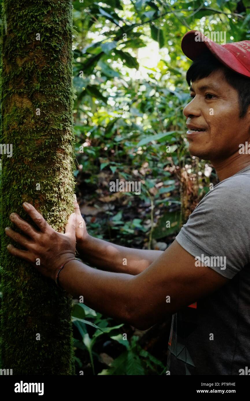 Macedonia, Amazonia / Colombia - MAR 15 2016: local ticuna tribal member looking for a log to fall in the middle of the rainforest Stock Photo