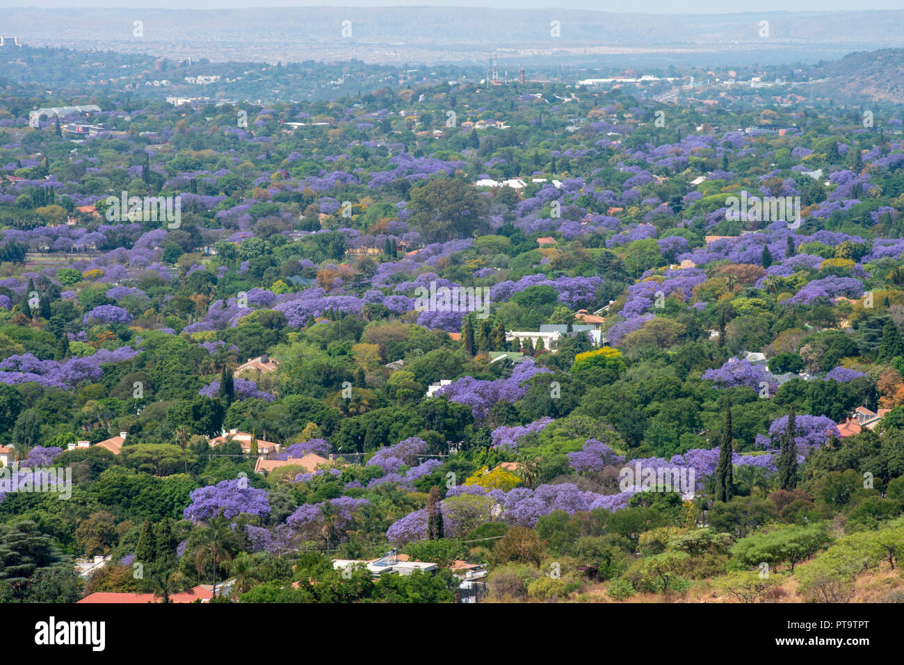 Jacaranda trees in bloom pretoria hires stock photography and images Alamy