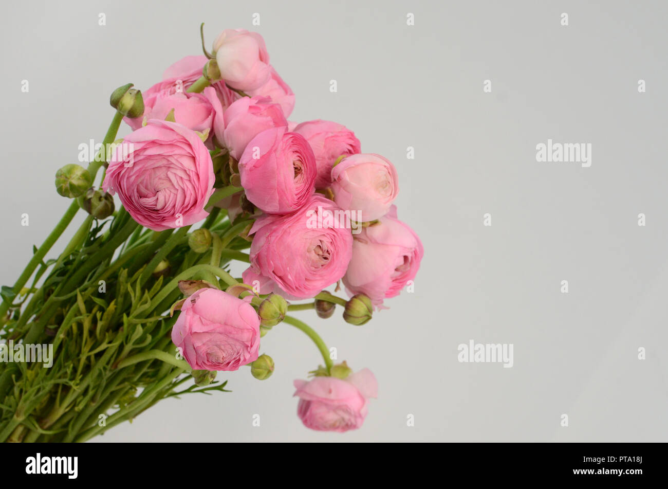 Pale pink ranunculus hi-res stock photography and images - Alamy