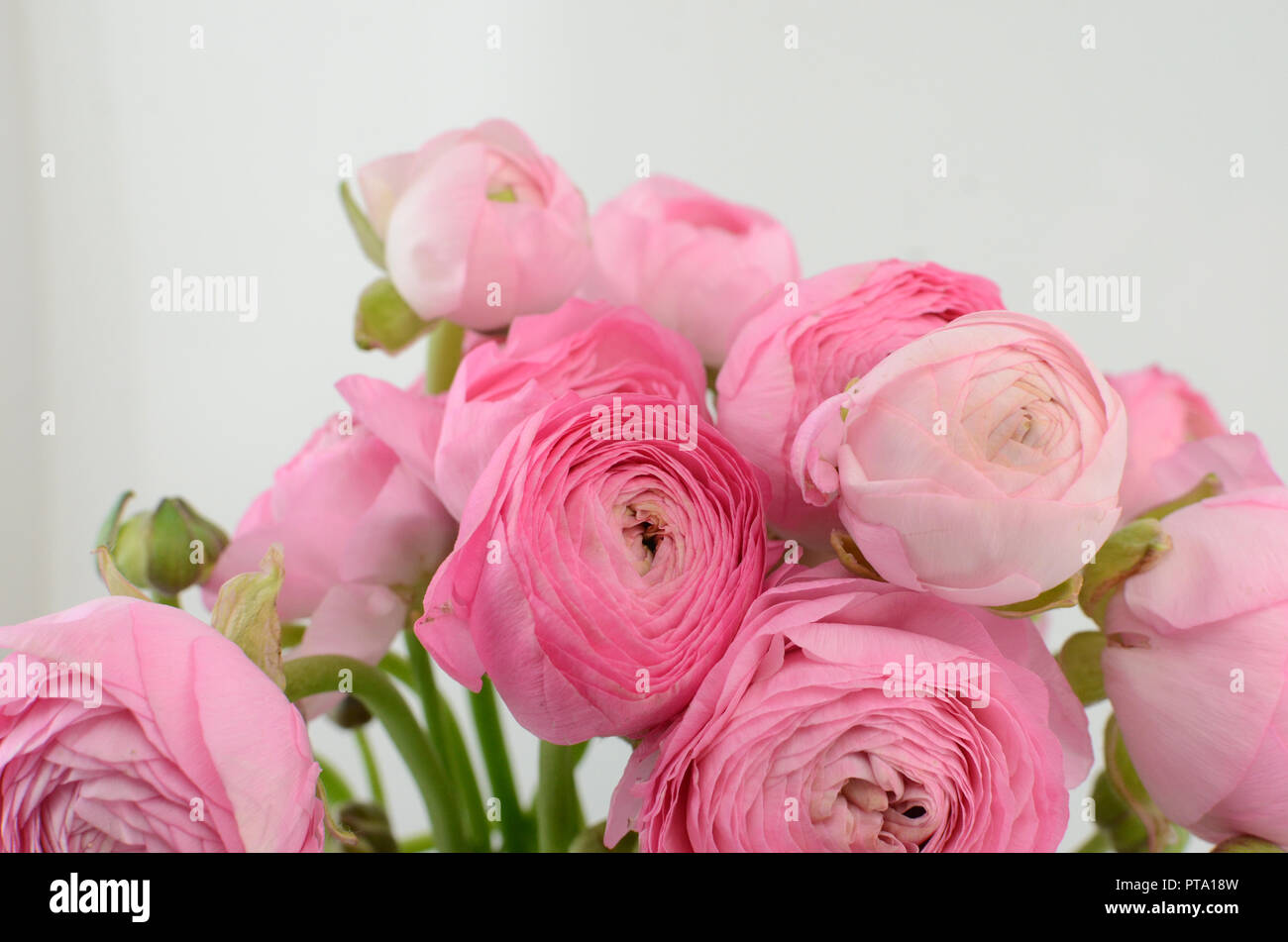 Persian buttercup. Bunch pale pink ranunculus flowers light background