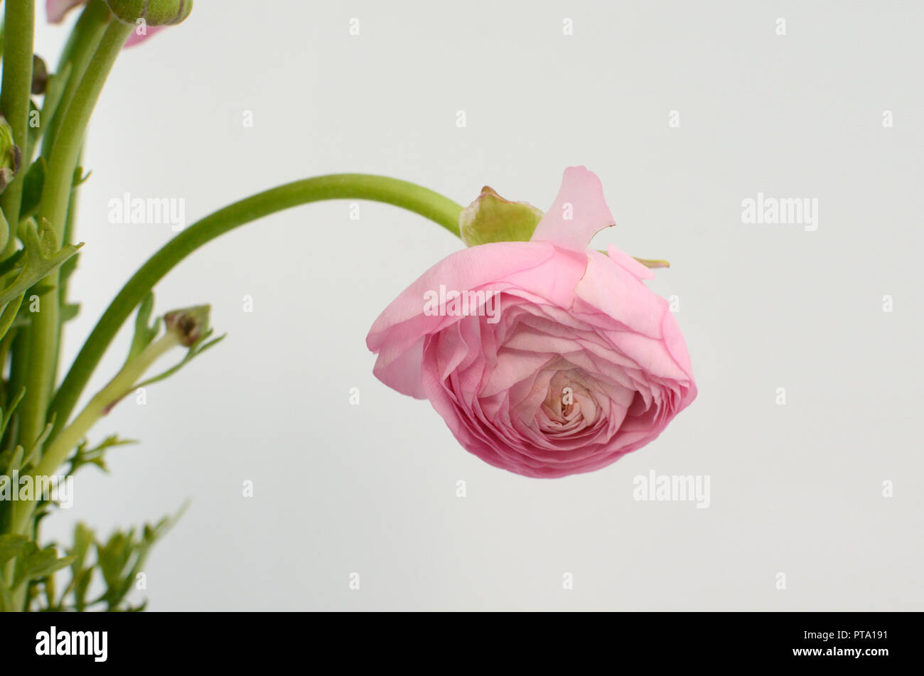 Persian buttercup. Bunch pale pink ranunculus flowers light background