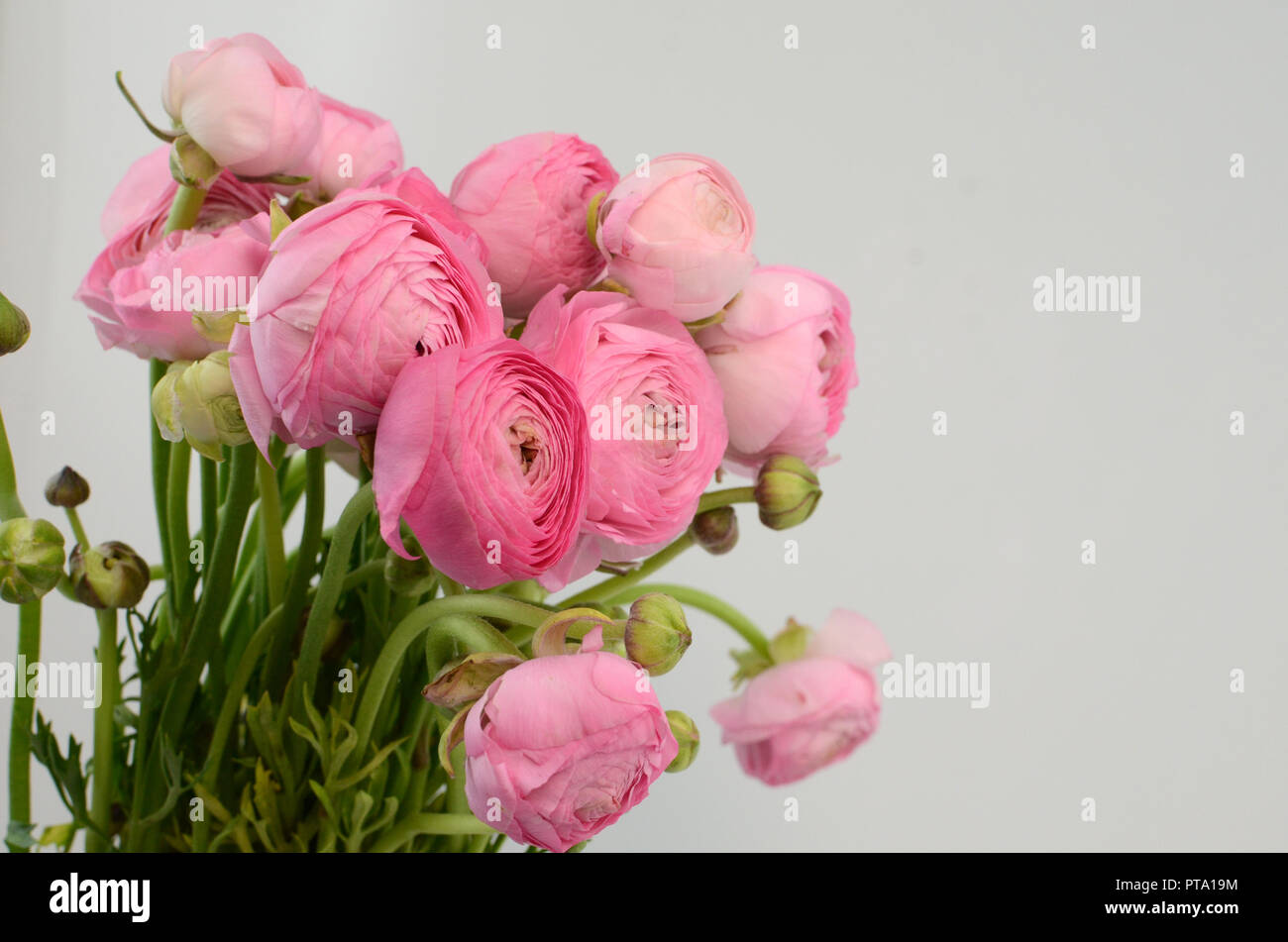 Persian buttercup. Bunch pale pink ranunculus flowers light background