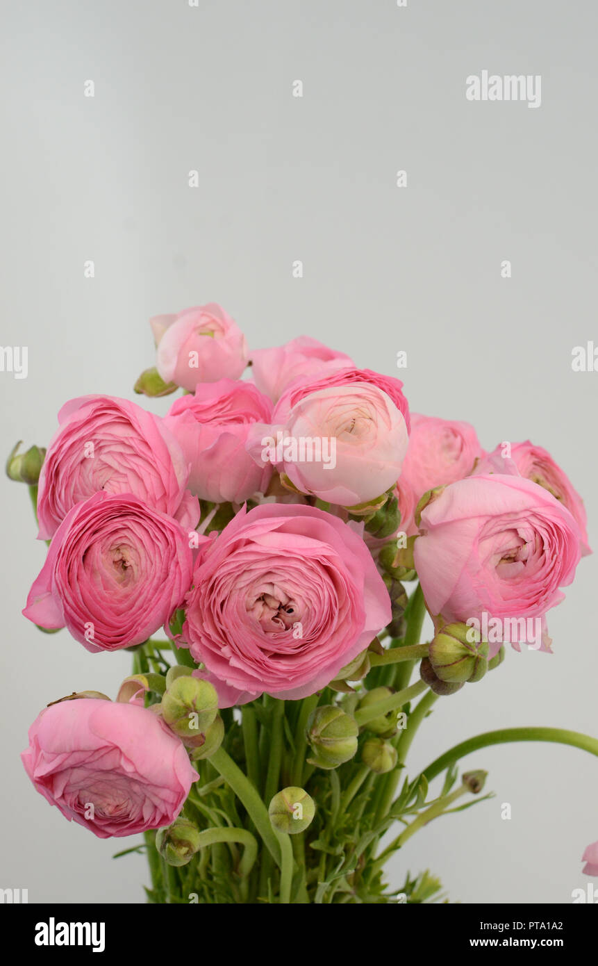 Persian buttercup. Bunch pale pink ranunculus flowers light background