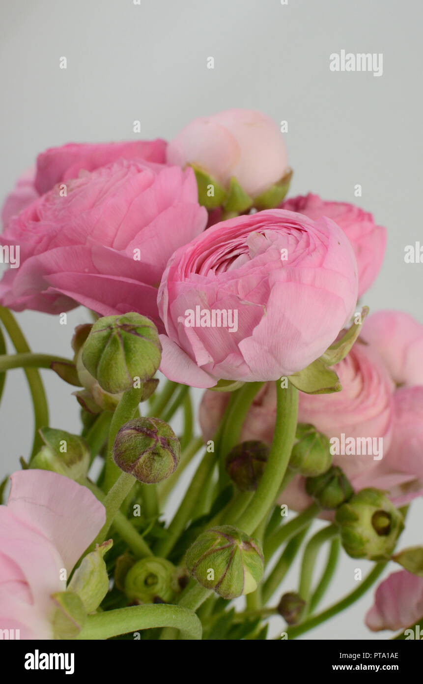 Pale pink ranunculus hi-res stock photography and images - Alamy