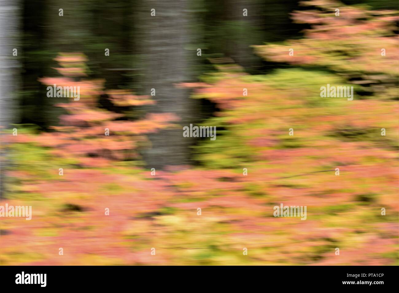 Abstract photography of fall colors in the woods of Oregon Stock Photo