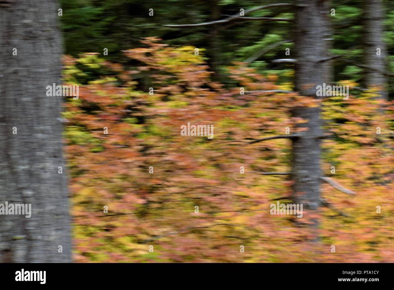 Abstract photography of fall colors in the woods of Oregon Stock Photo