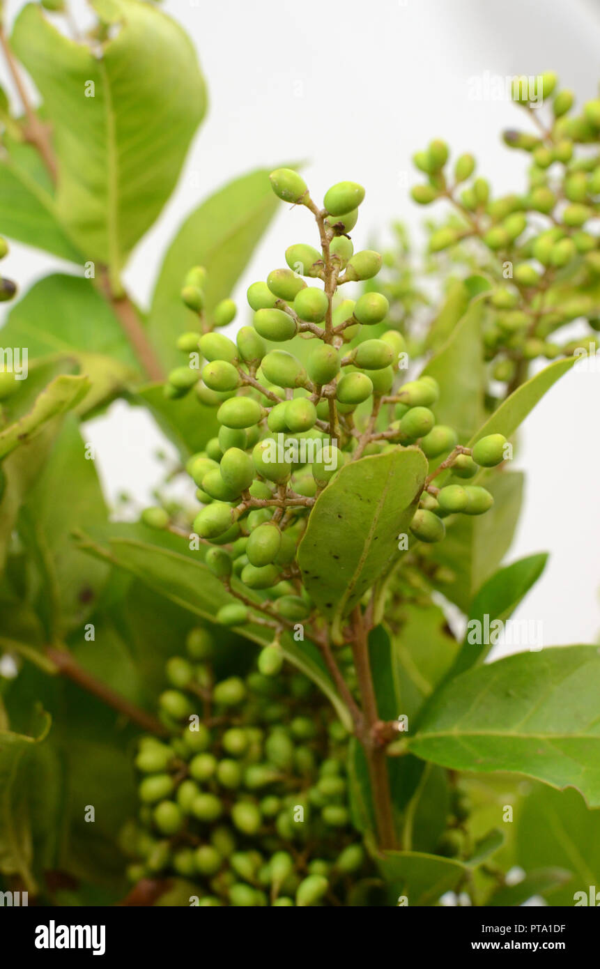 Green Hypericum berries Stock Photo