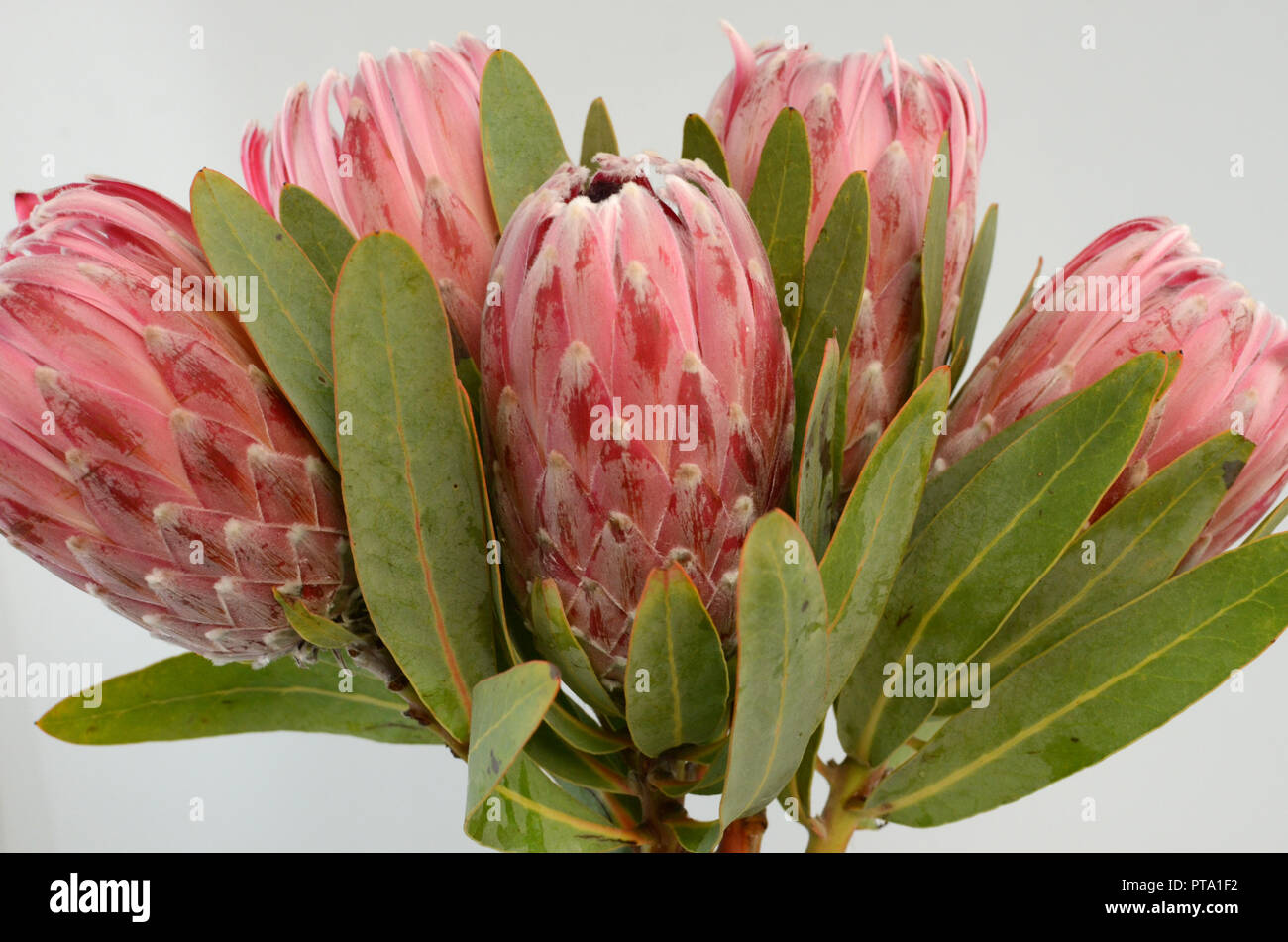 King protea plant for background Stock Photo Alamy
