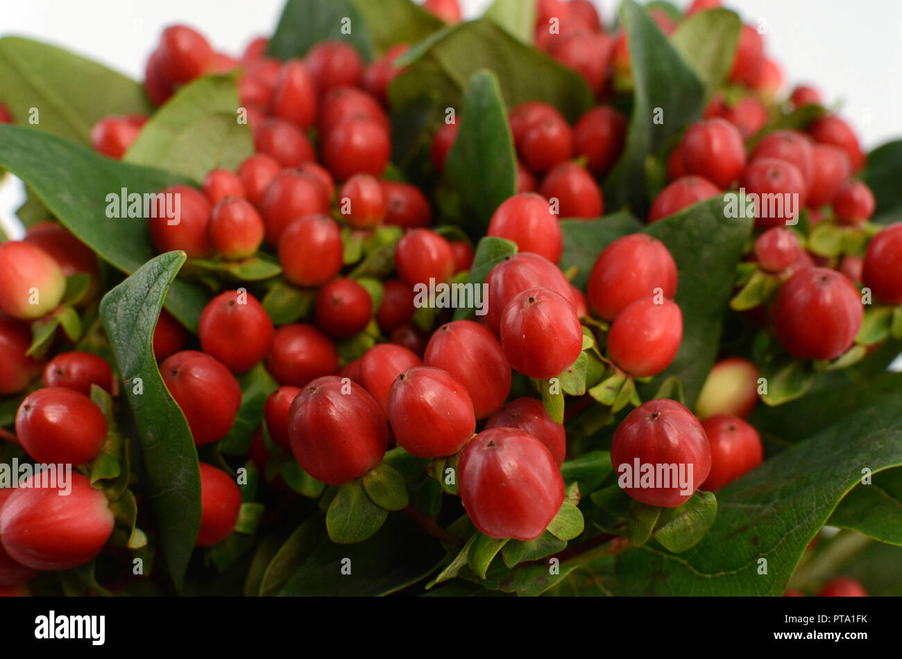 Red Hypericum berries Stock Photo