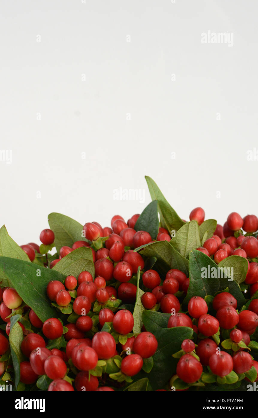 Red Hypericum berries Stock Photo