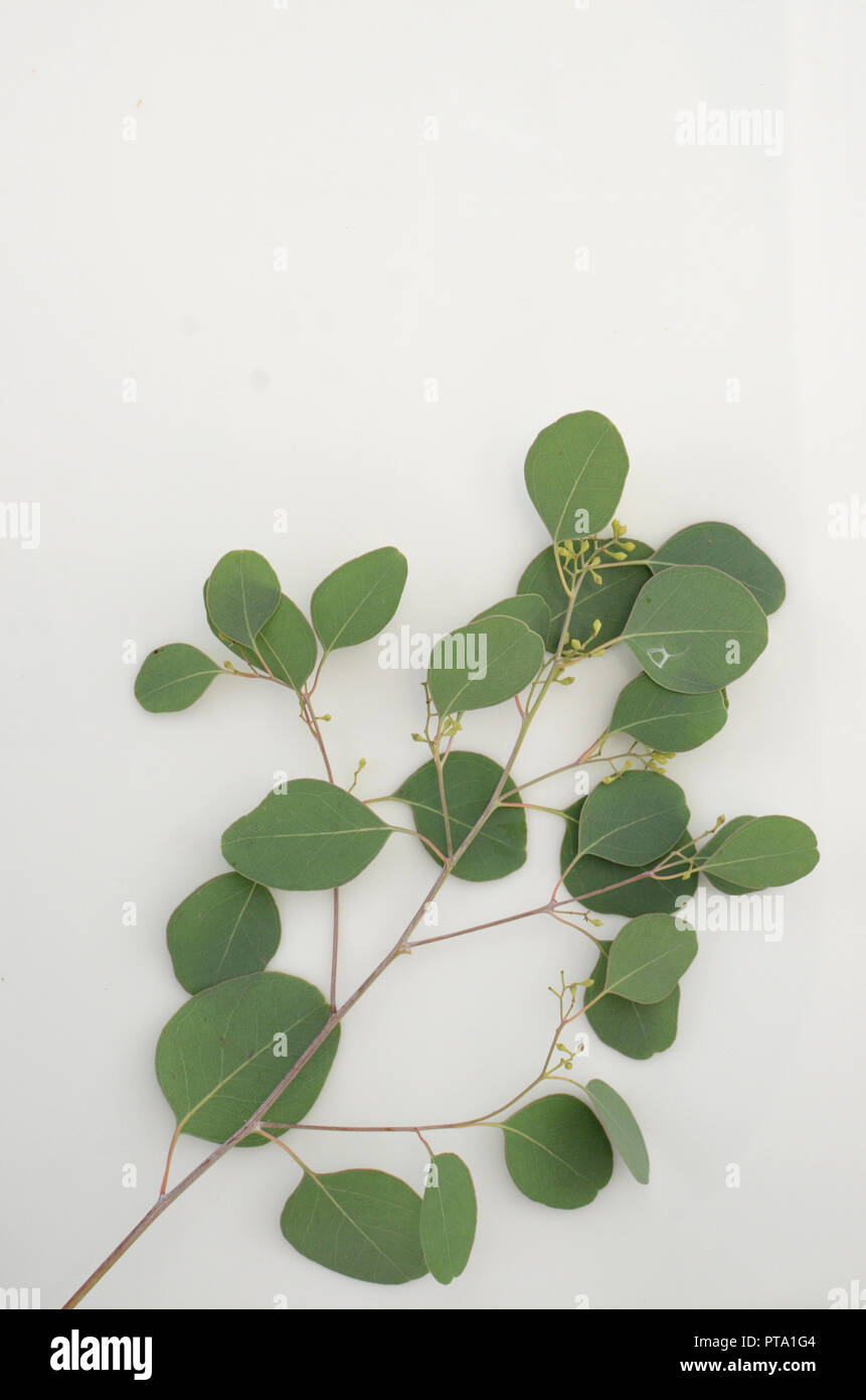 Eucalyptus leaves hi-res stock photography and images - Alamy