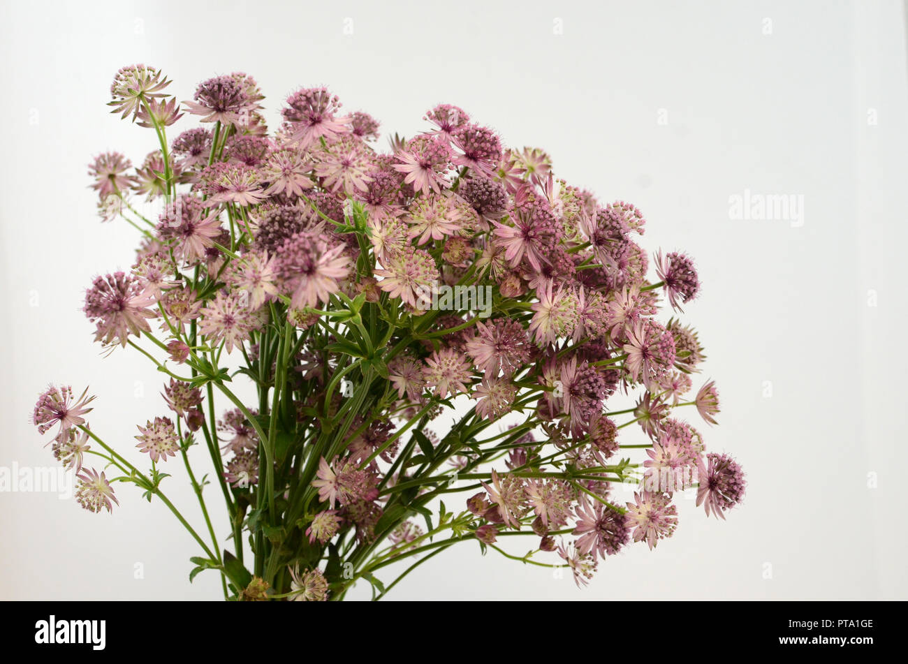 Astrantia flower for background Stock Photo