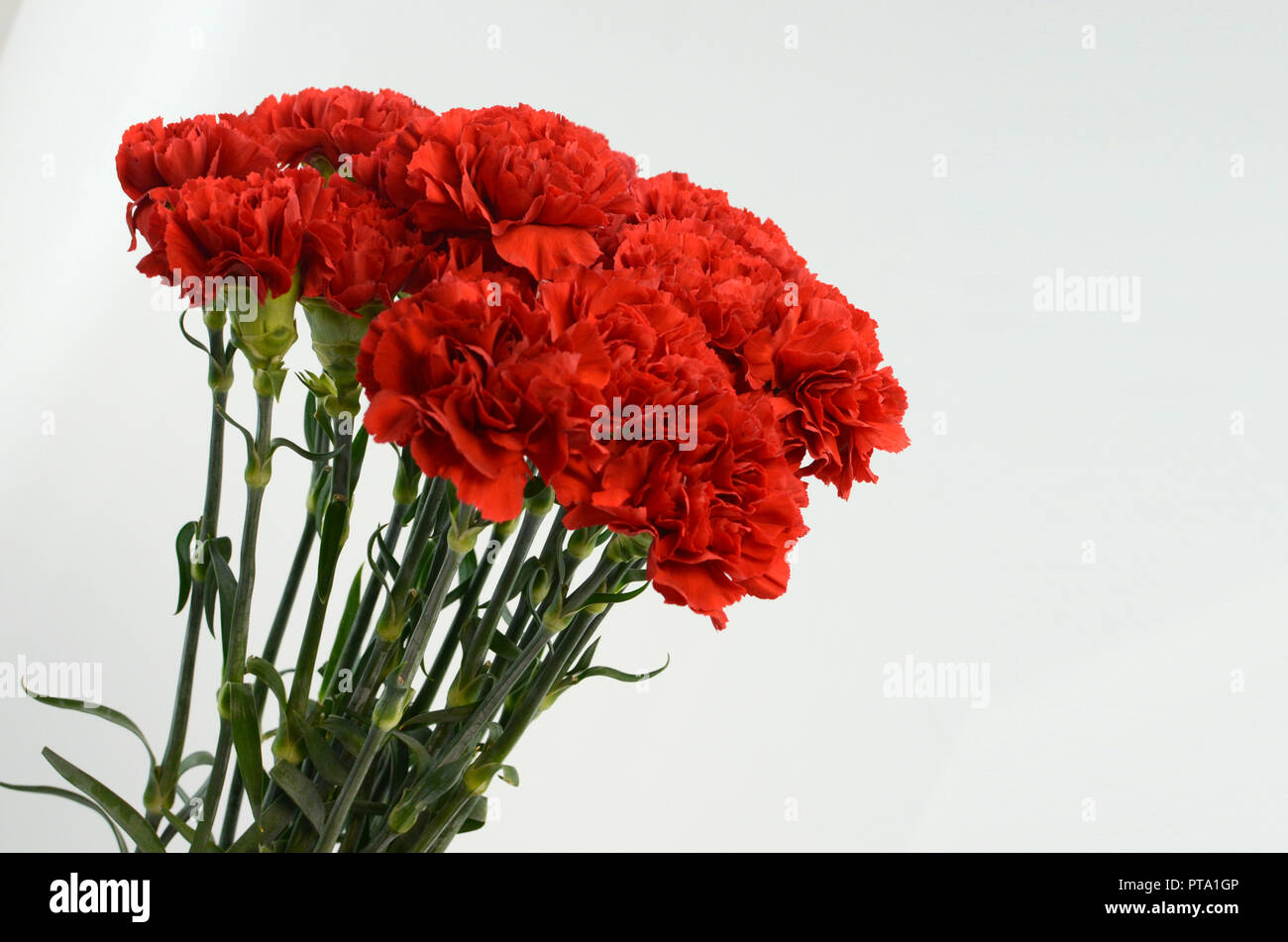 Beautiful red carnation flower isolated on white background Stock Photo ...