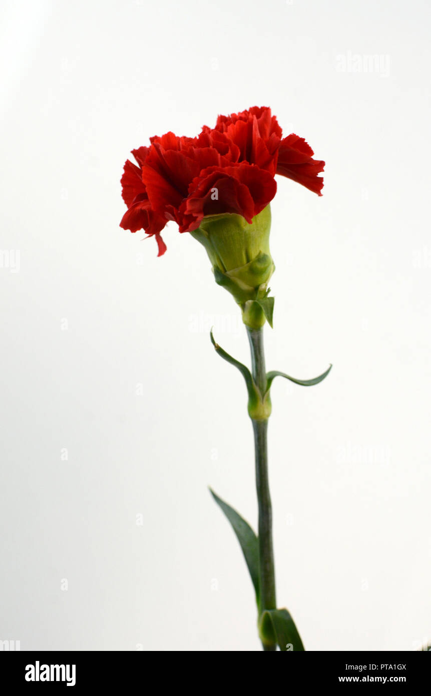 Beautiful red carnation flower isolated on white background Stock Photo ...