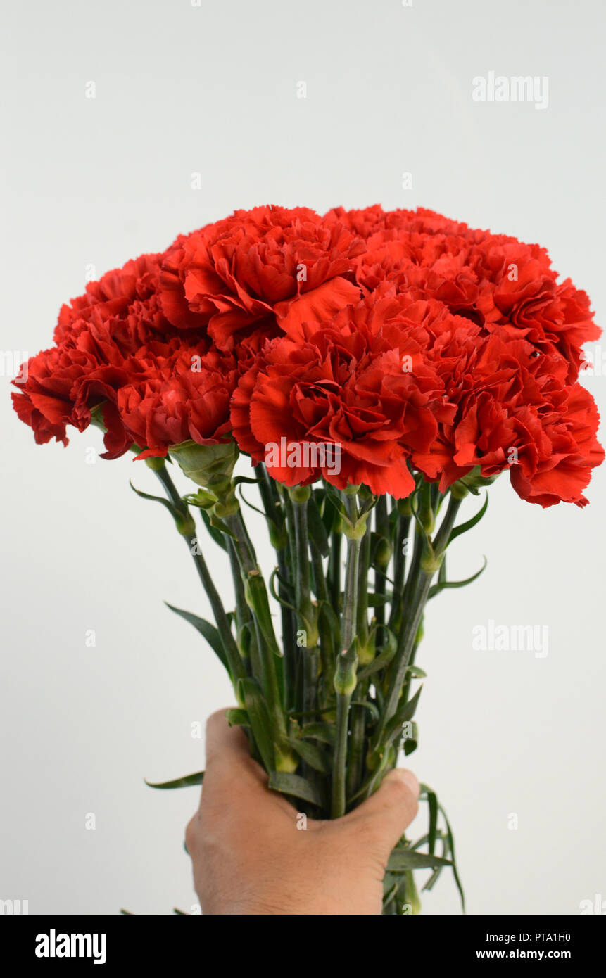 Beautiful red carnation flower isolated on white background Stock Photo ...