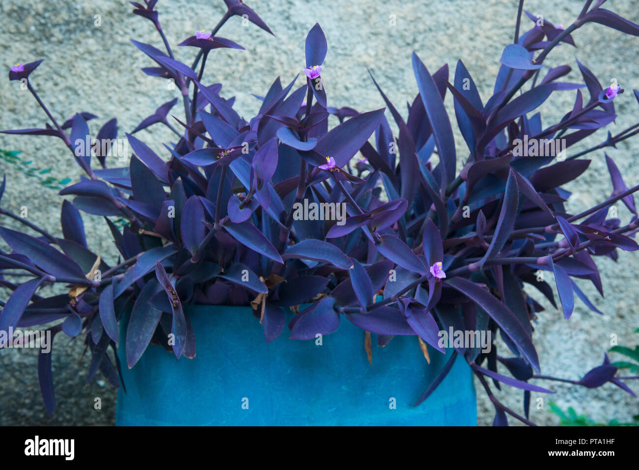 Wandering Jew plant in blue pot Stock Photo