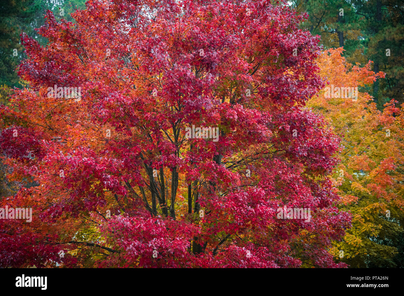 Vibrant fall foliage of maple trees in Metro Atlanta, Georgia. (USA) Stock Photo