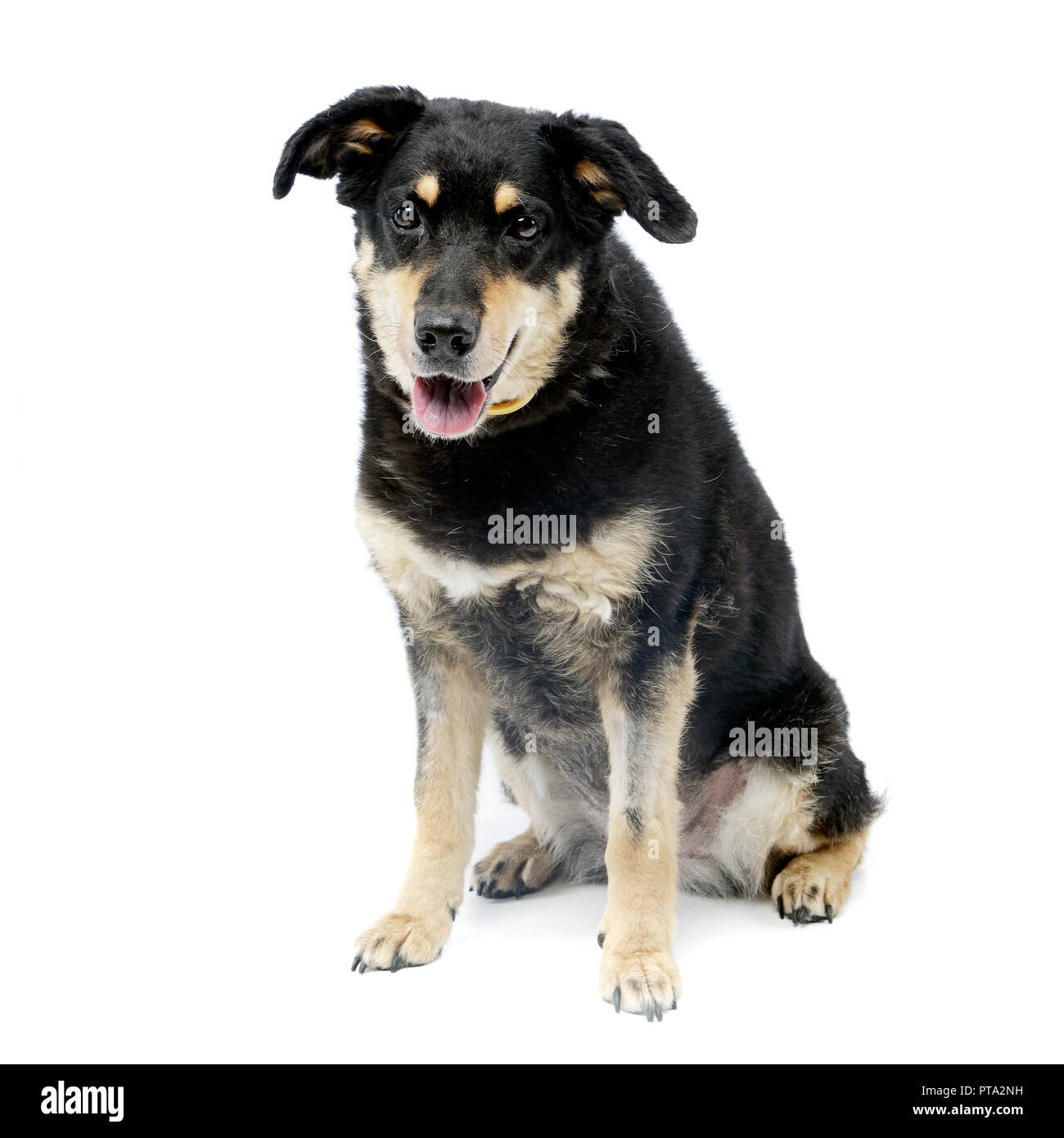 Studio shot of an adorable mixed breed dog sitting on white background ...