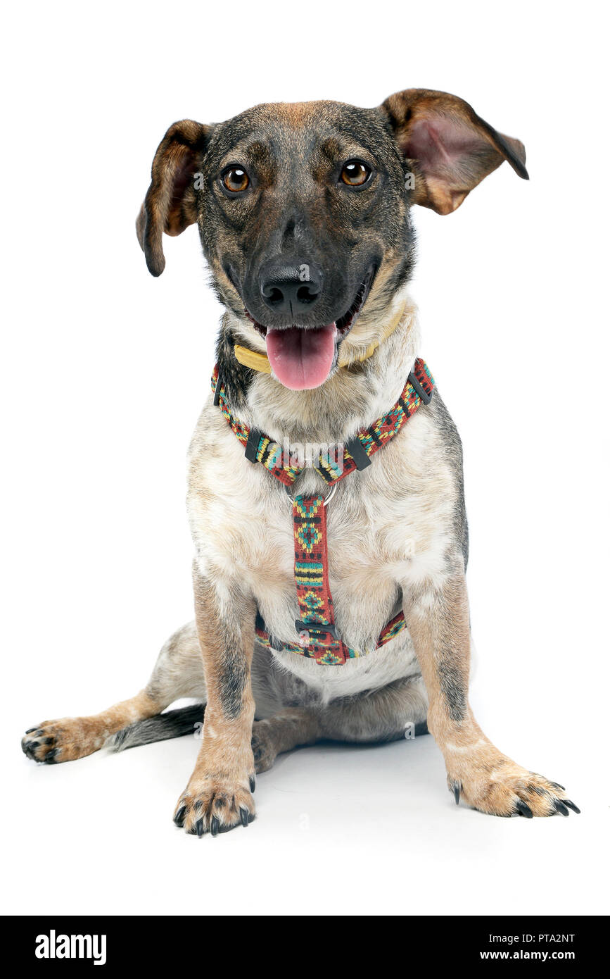 Studio shot of an adorable mixed breed dog sitting on white background ...