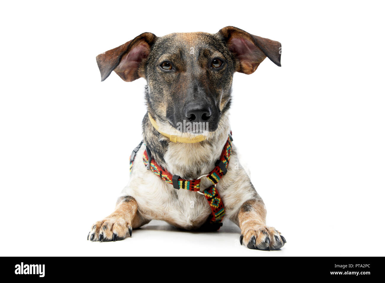 Studio shot of an adorable mixed breed dog lying on white background ...