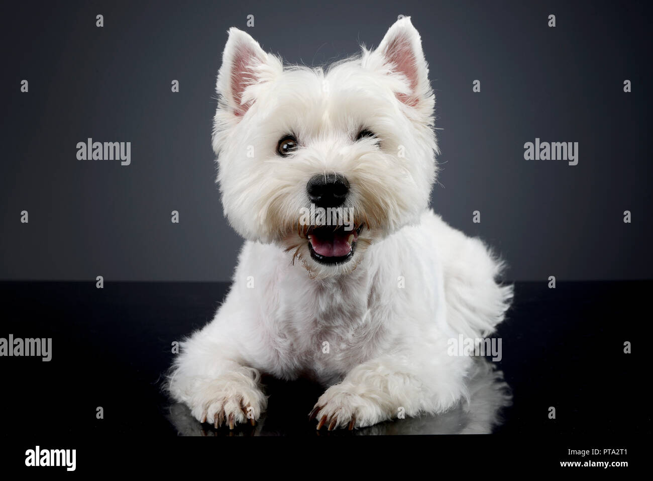 grey westie dog