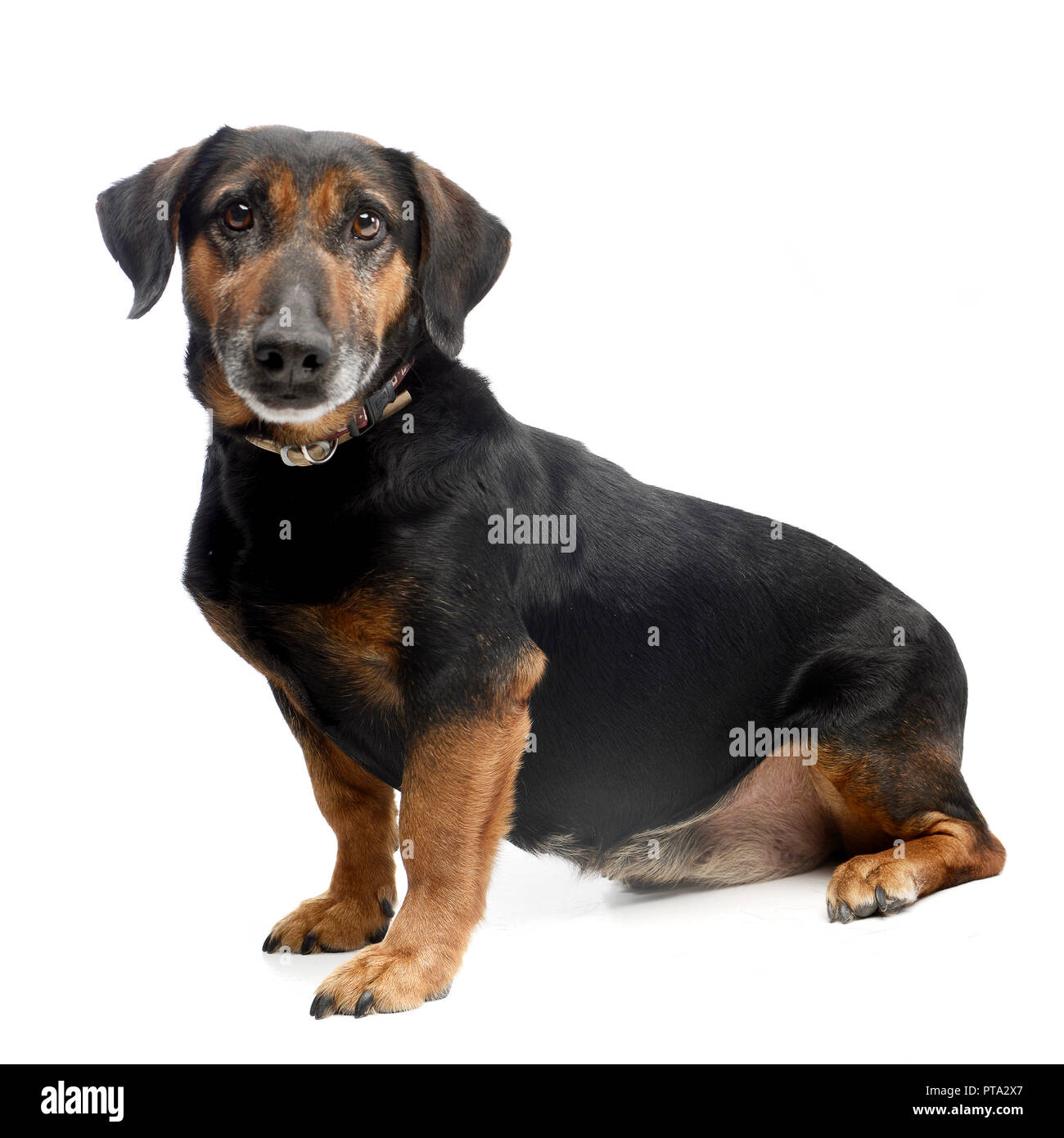 Studio shot of an adorable mixed breed dog sitting on white background ...