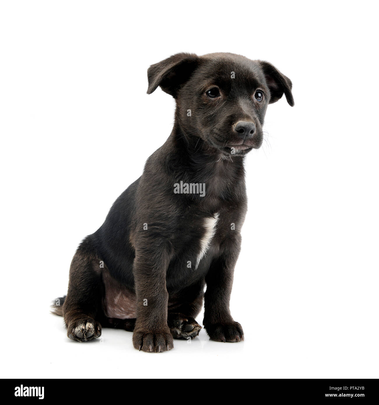 Studio shot of a cute Mixed breed dog puppy sitting on white background ...