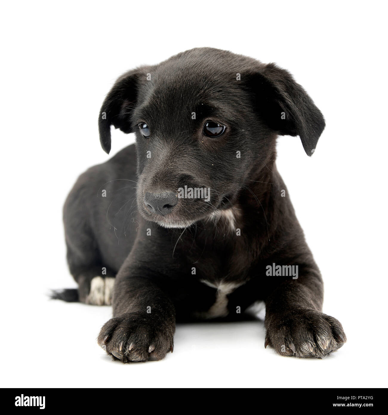 Mixed breed puppy on white Cut Out Stock Images & Pictures - Alamy