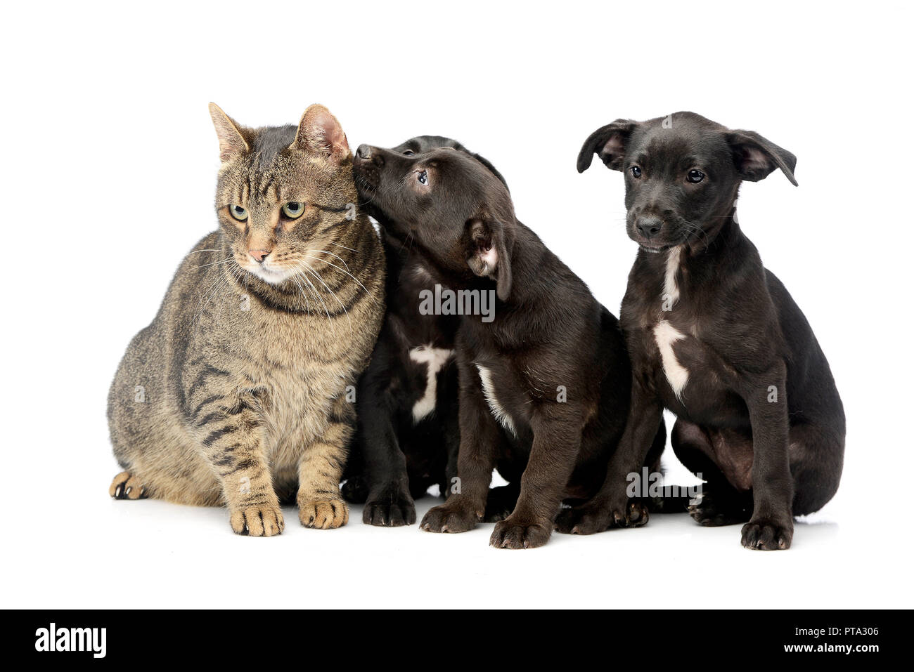 Forvent det ciffer Frigøre Studio shot of three cute Mixed breed dog puppy and a cat, isolated on  white Stock Photo - Alamy