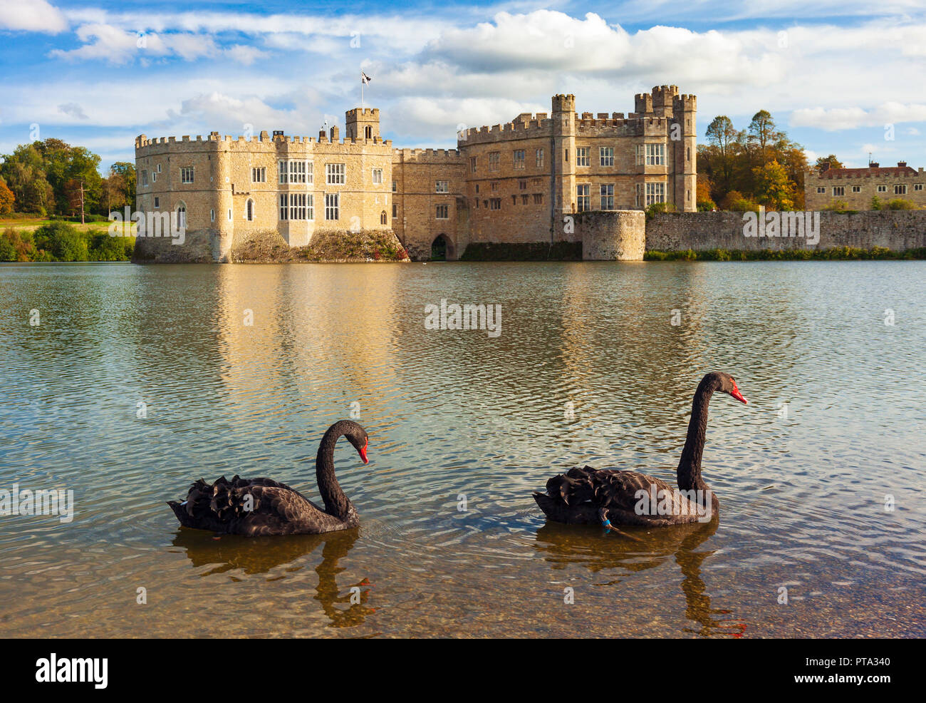 Leeds Castle and Black Swans. Stock Photo