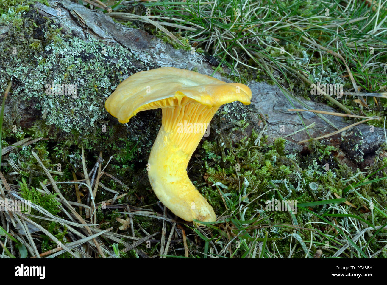 Cantharellus cibarius (chanterelle), which occurs in various woodland types, is a very popular edible fungus. Stock Photo