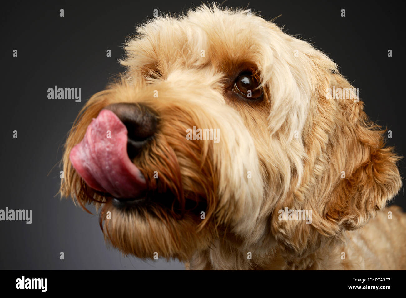 An adorable Bolognese dog licking his lips, studio shot, isolated on