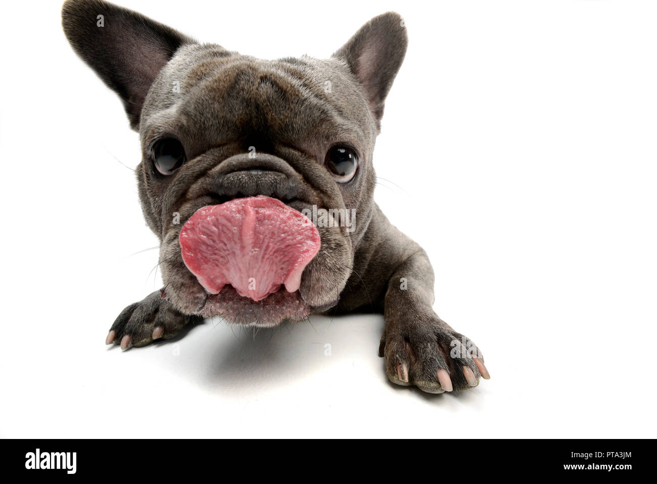 An adorable French bulldog licking his lips, studio shot, isolated on
