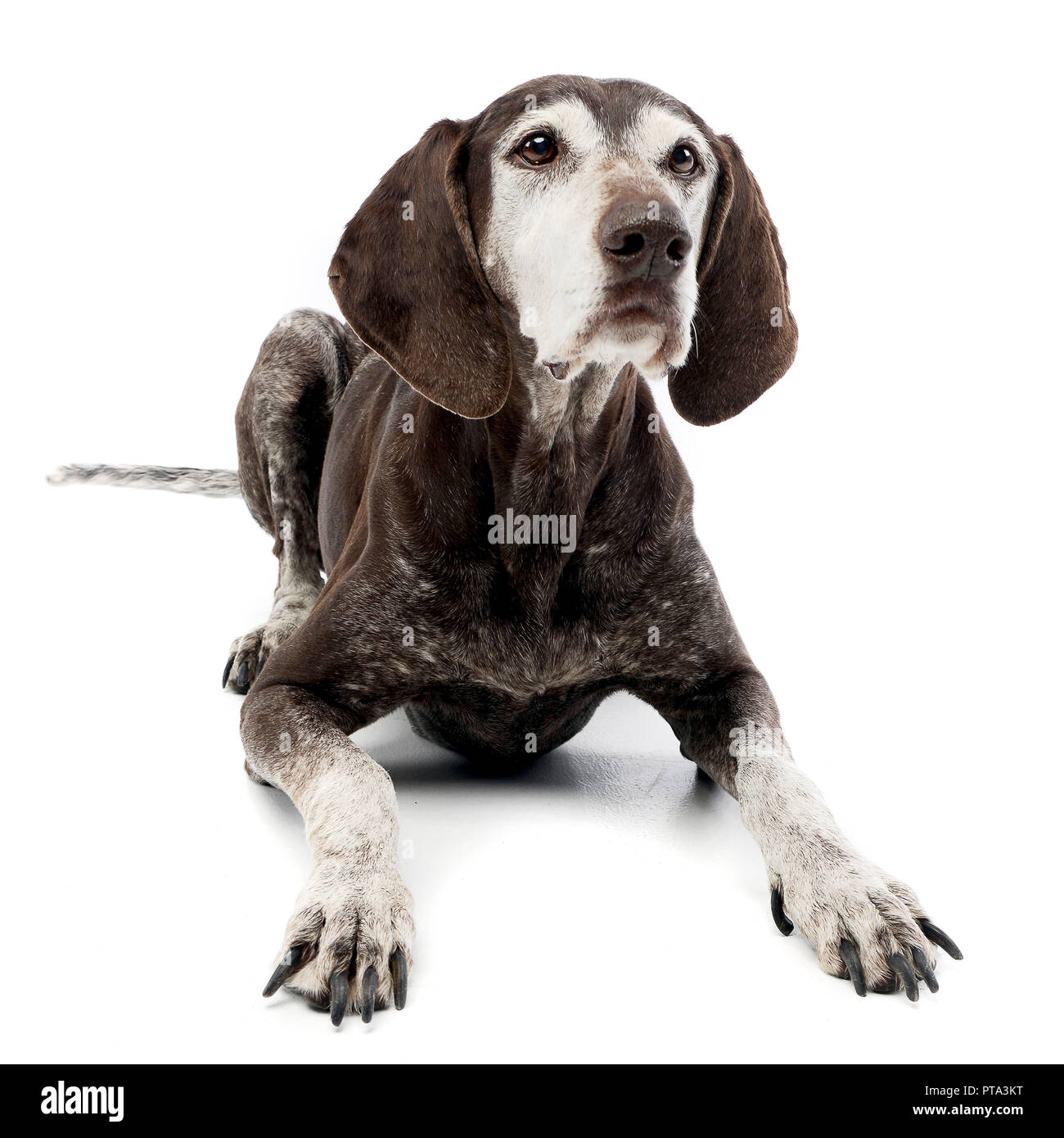 Studio shot of an adorable mixed breed dog lying on white background ...