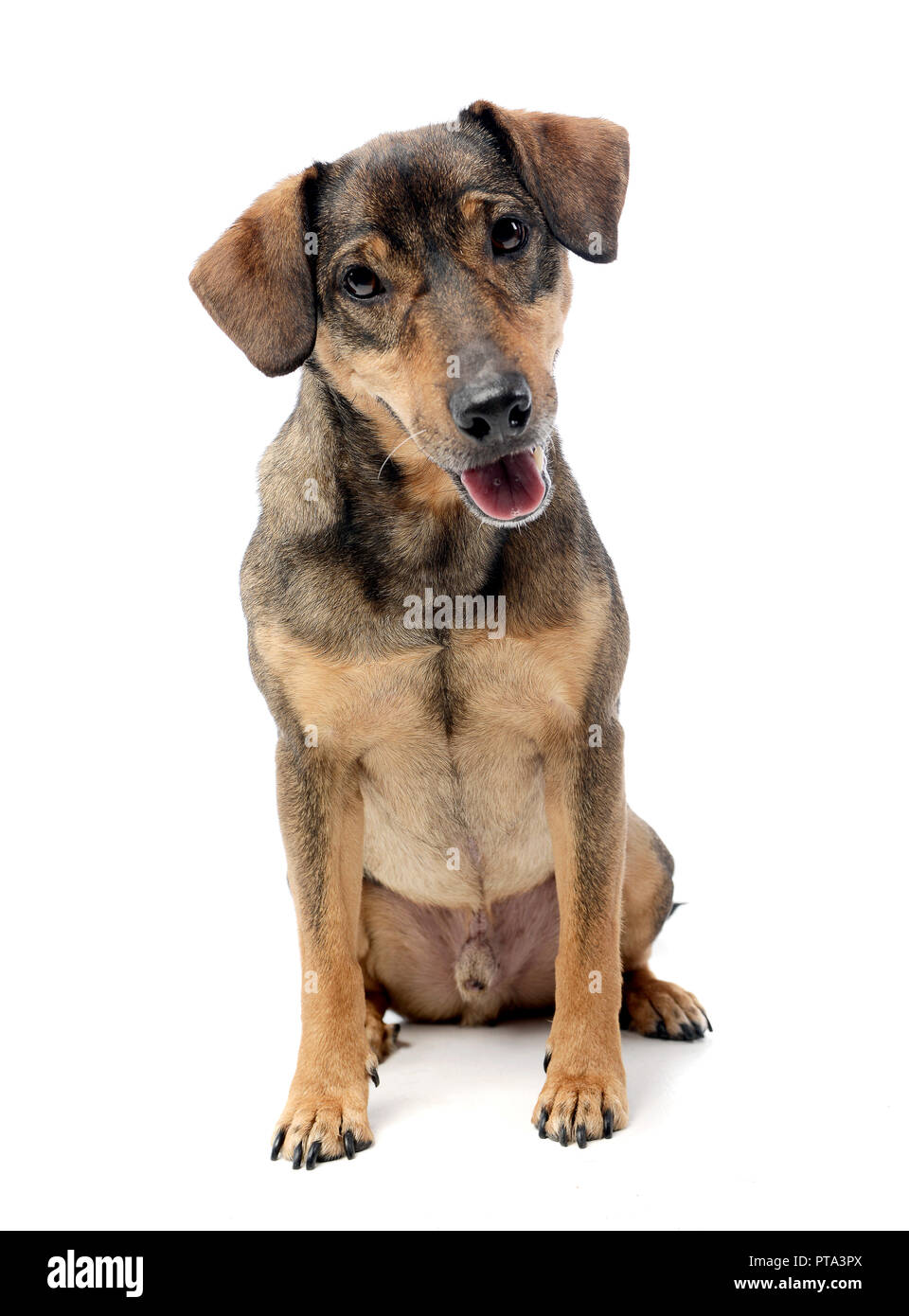 Studio shot of an adorable mixed breed dog sitting on white background ...