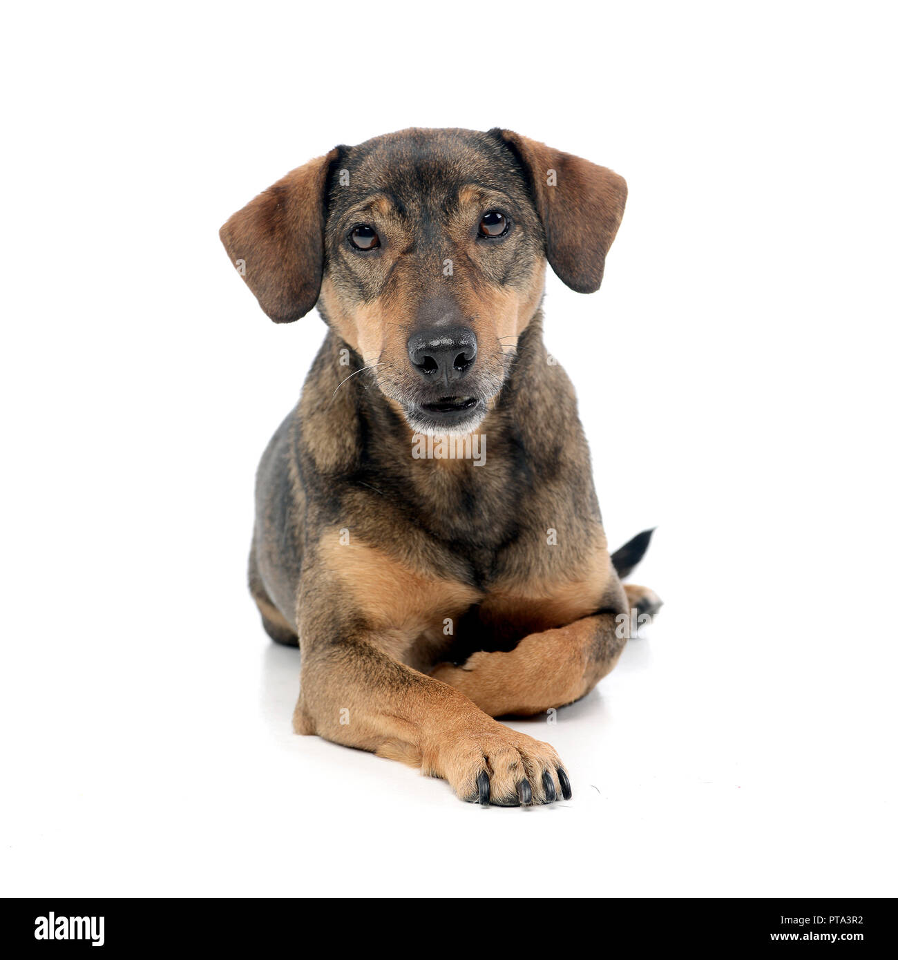 Studio shot of an adorable mixed breed dog lying on white background ...
