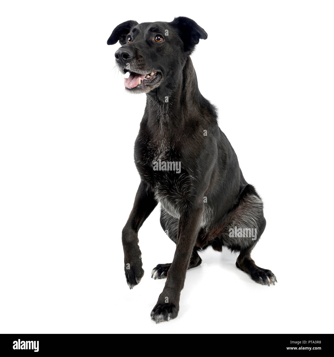 Studio shot of an adorable mixed breed dog sitting on white background ...
