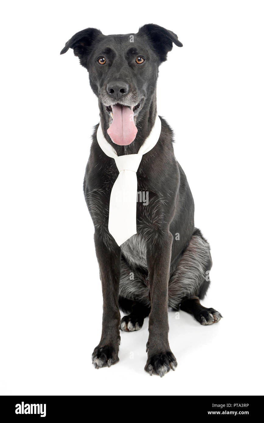 Dog wearing a tie hi-res stock photography and images - Alamy