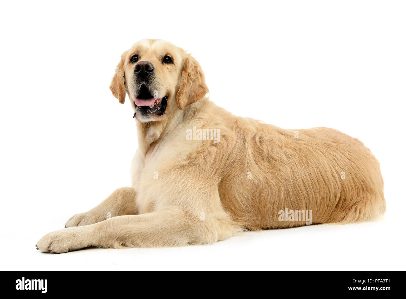 Studio shot of an adorable mixed breed dog lying on white background ...