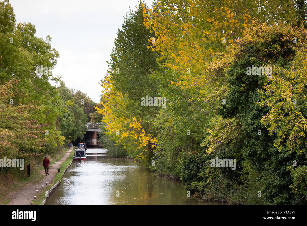 The Coventry canal in Atherstone, North Warwickshire, England. A man walks his dog along the canal near Atherstone Town Centre. Stock Photo