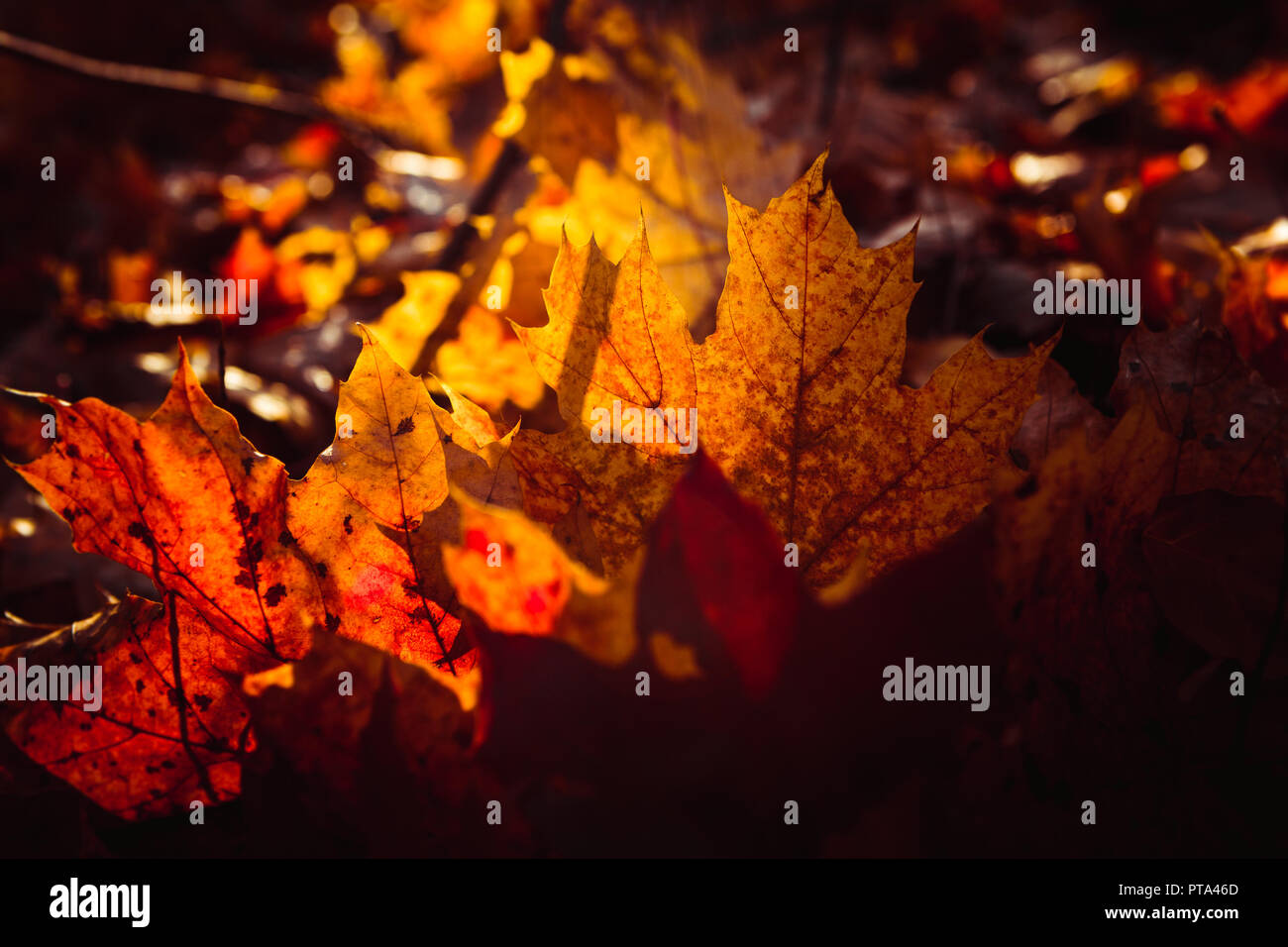 Orange yellow tree leaf forest autumn beauty nature Stock Photo - Alamy