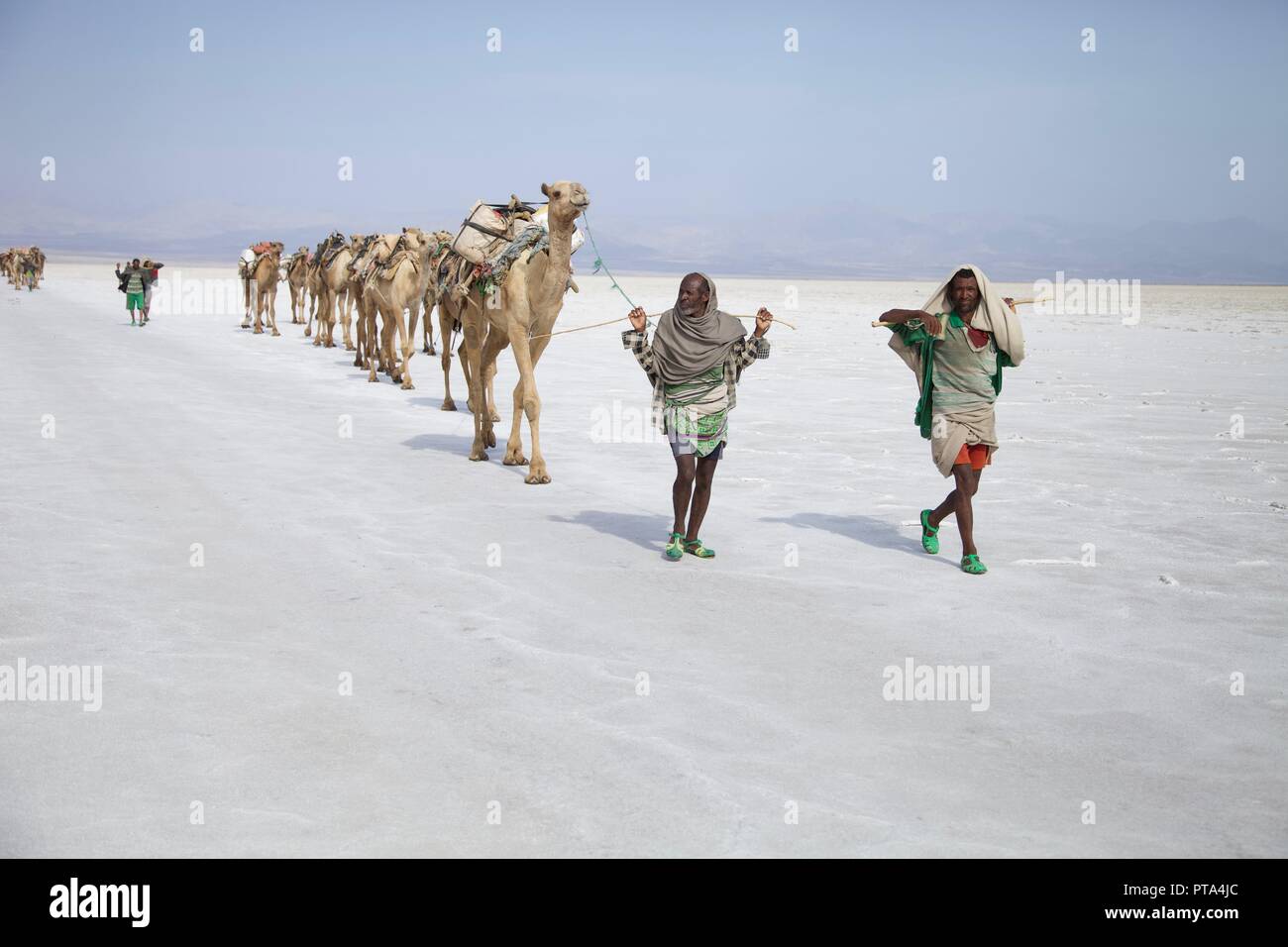 A camel train being led across the salt flats of the Danakil Depression in Ethiopia Stock Photo