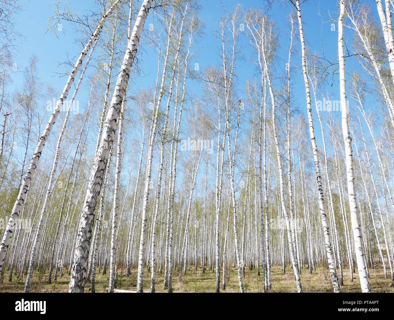 Spring birch forest Stock Photo - Alamy